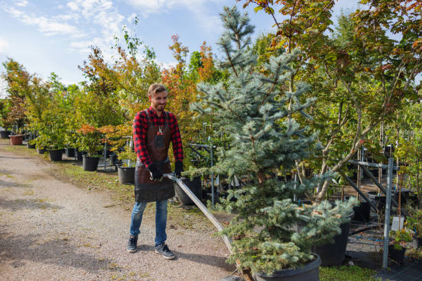 How Our Tree Care Process Works  in Campbell, CA